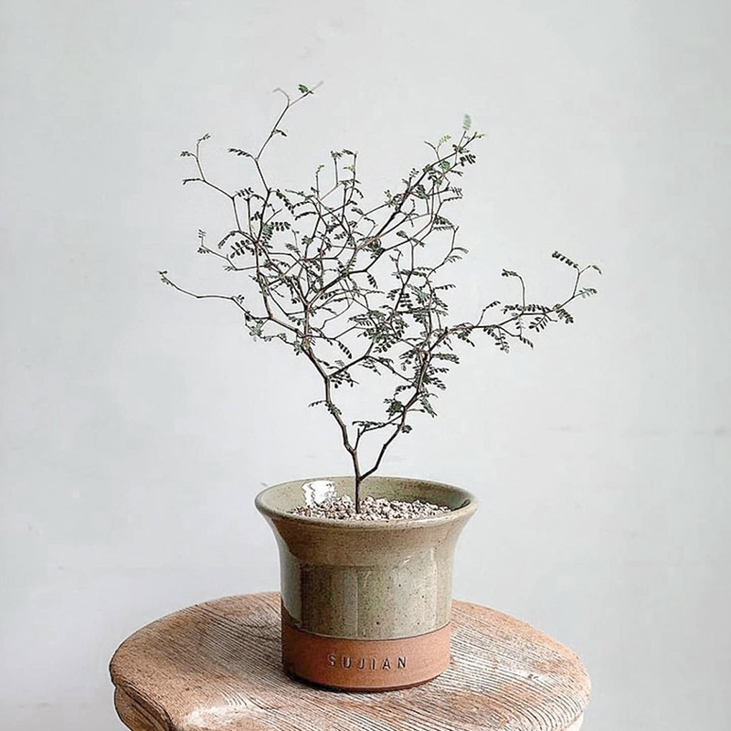 新西兰童话树Sophora prostrata 回声森林 ins风室内桌面植物盆栽