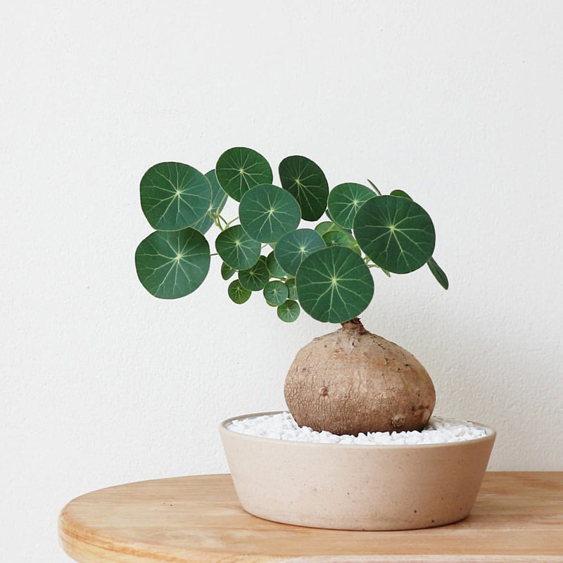 素可泰山乌龟stephania erecta 回声森林 入门级新手块根植物