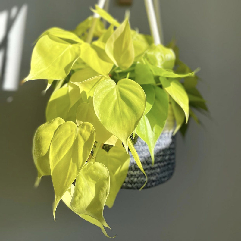 柠檬汁蔓绿绒 回声森林 ins风网红室内观叶植物简单好养新手推荐图片