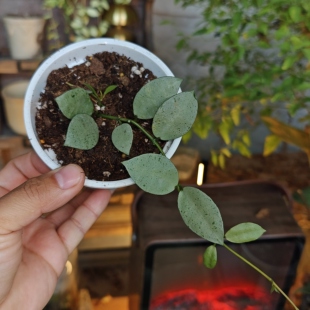 薄荷银元球兰一物一拍 回声森林 ins风网红室内植物