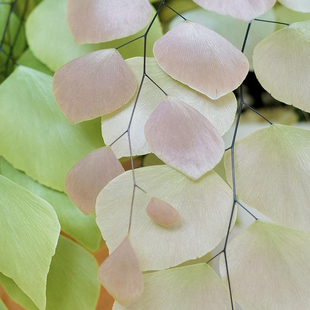 银币铁线蕨一物一拍 稀有室内观叶植物蕨类耐阴好养 回声森林