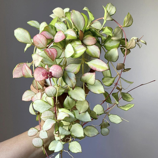 休斯科尔内锦球兰 稀有室内阳台垂吊植物 回声森林