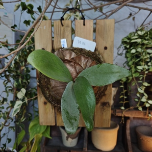 银鲑鹿角蕨挂板一物一拍 ins风网红室内植物 回声森林