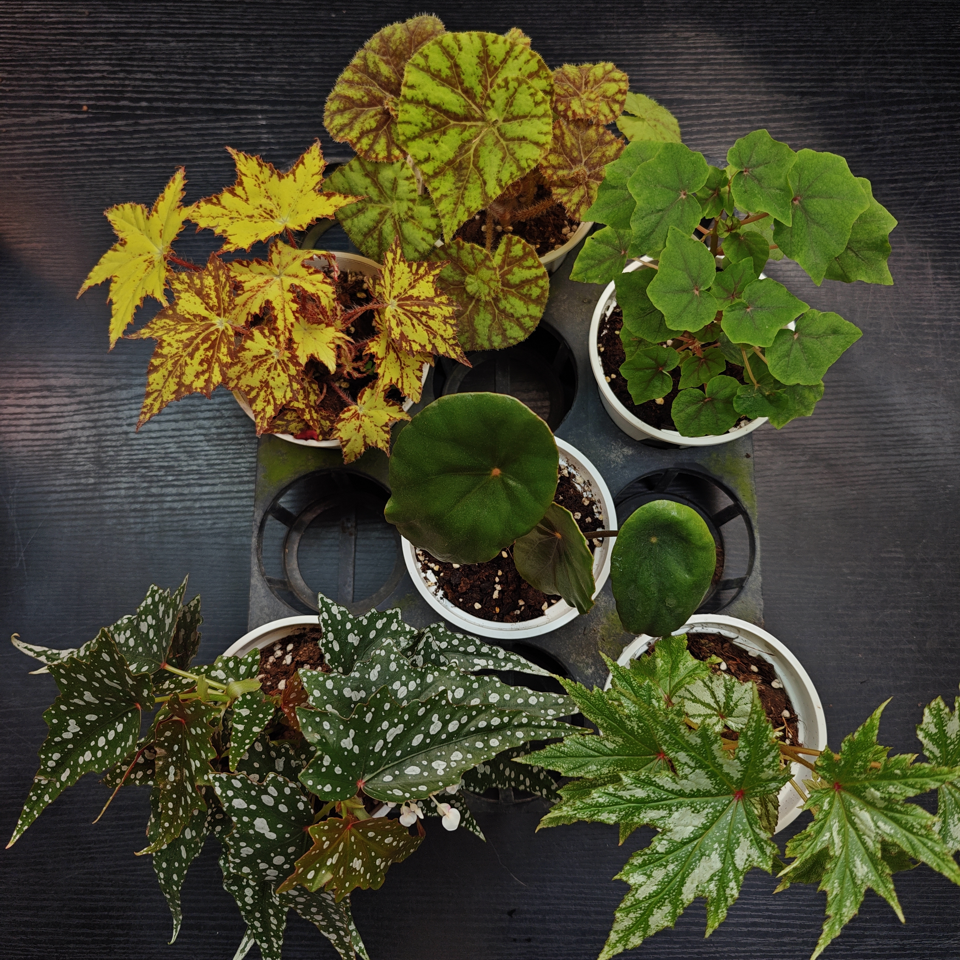 室内外小众ins风小盆栽