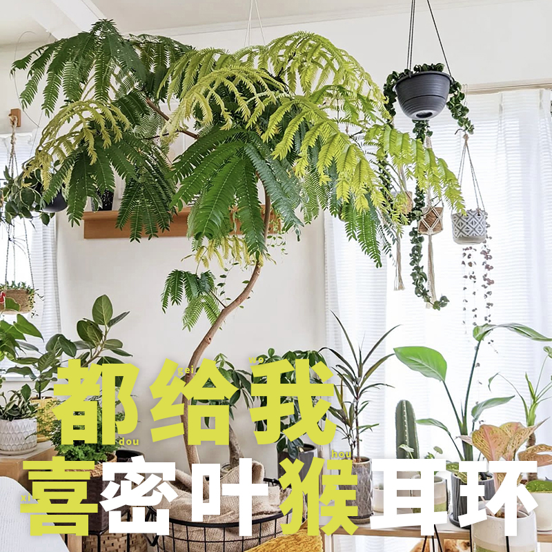 密叶猴耳环 Cojoba arborea 回声森林 ins风网红室内观叶植物 鲜花速递/花卉仿真/绿植园艺 绿植 原图主图