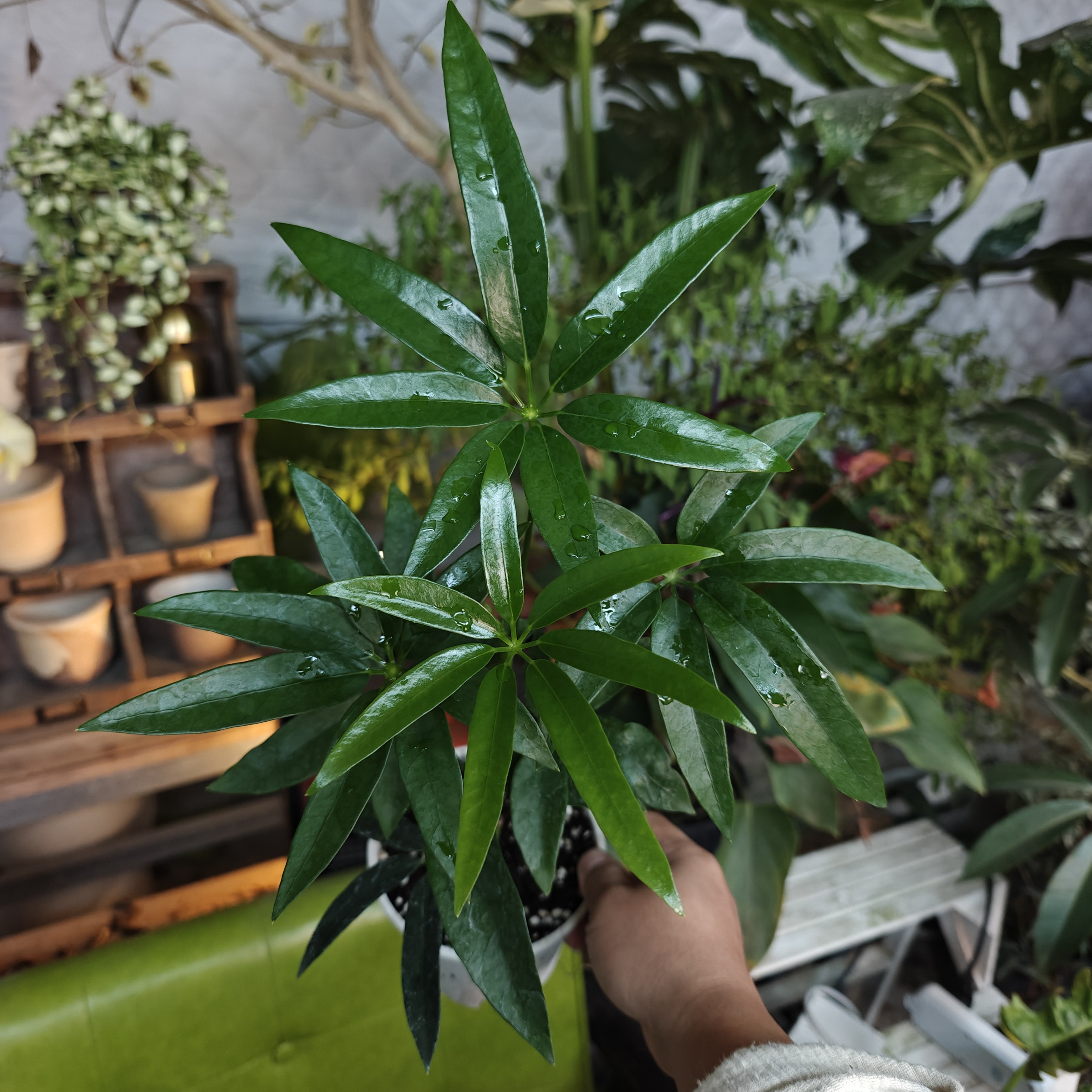 夏威夷鹅掌柴一物一拍 回声森林 稀有网红室内观叶植物盆栽,鲜花速递/花卉仿真/绿植园艺,绿植,淘宝优惠券,粉丝福利购,淘宝优惠卷