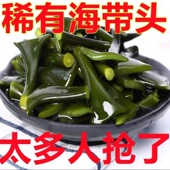 霞浦精品海带头根盐渍海带块厚实软糯非干货新鲜煲汤火锅2025新品