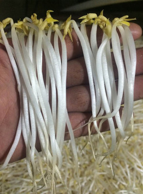 安全豆芽无根素免检无根剂控根增粗剂营养液芽宝白色植物生长调节