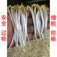 安全豆芽无根素免检无根剂控根增粗剂营养液芽宝白色植物生长调节