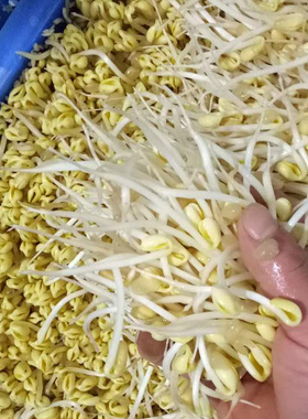 绿色豆芽无根剂生长素调节剂代替ab芽苗菜控根豌豆苗花生芽增粗剂