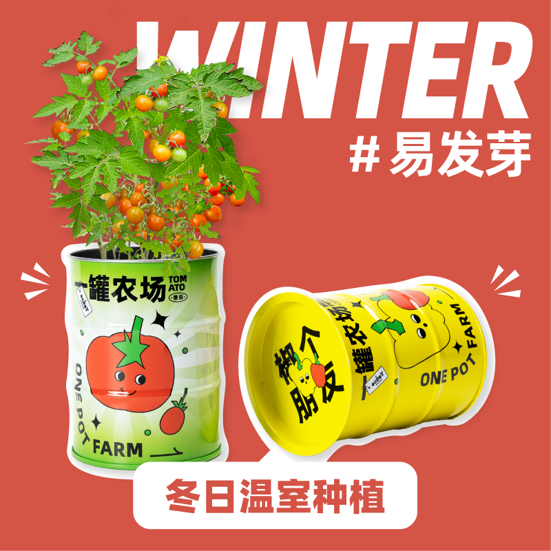 趣味亲子种植绿色蔬果桌面迷你小盆栽一罐农场辣椒凤梨胡萝卜种子