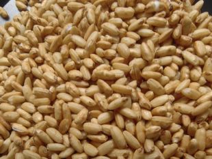 中药材焦米500克 地锅炒制慢火炒焦糙米脾胃不好宝贝腹泻泡水煮粥