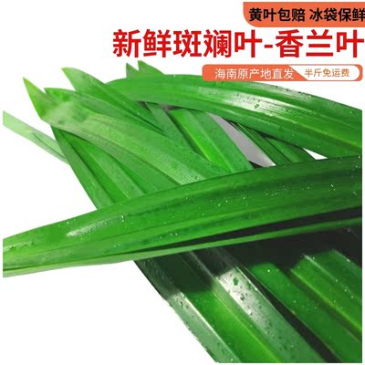 【海南/广西双仓发货】斑斓叶海南广西双仓发货现摘现割直接发