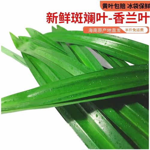 【48小时内发货】新鲜斑斓叶海南斑斓叶香兰叶现摘现割直接发