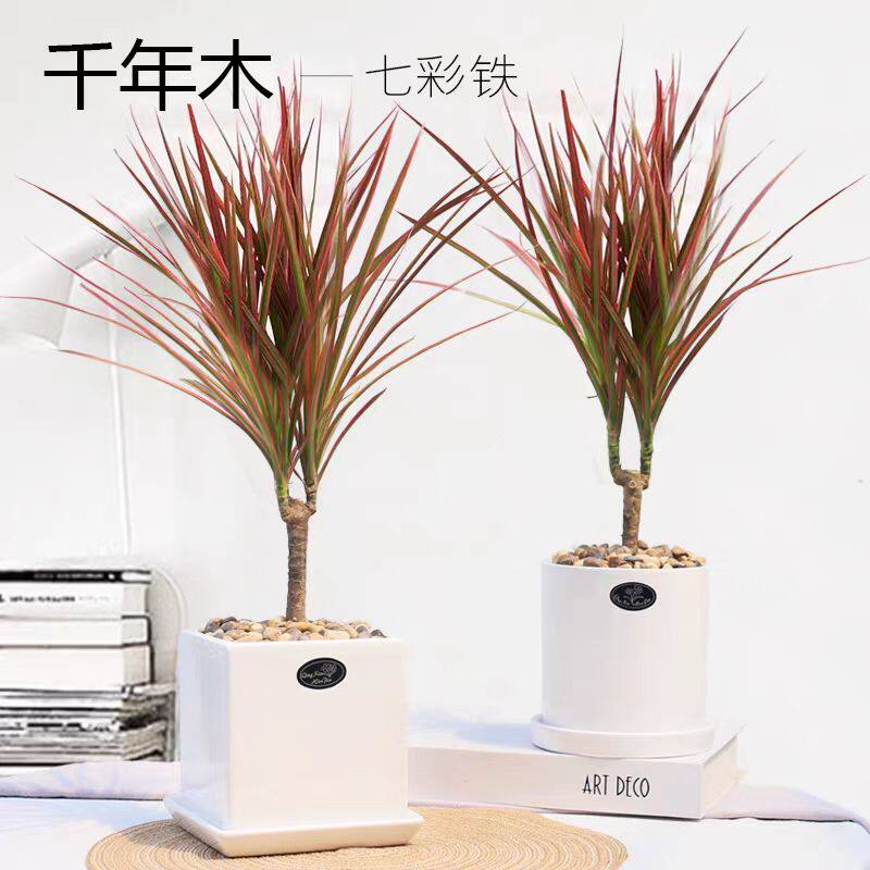 马尾铁室内室外观赏网红植物简约