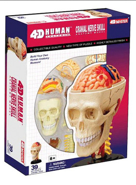 4DMaster人体器官分布头颅脑颈椎结构模型颅骨神经解剖口儿童玩具