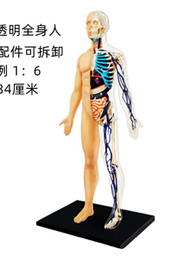4D Master透明全身人体解剖模型器官内脏骨骼架构造血管神经教具