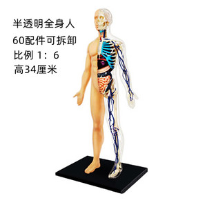 4DMASTER透明全身人体解剖模型
