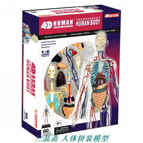 4D Master人体器官解剖大脑内脏拼装模型 1：6全身透明骨骼血管