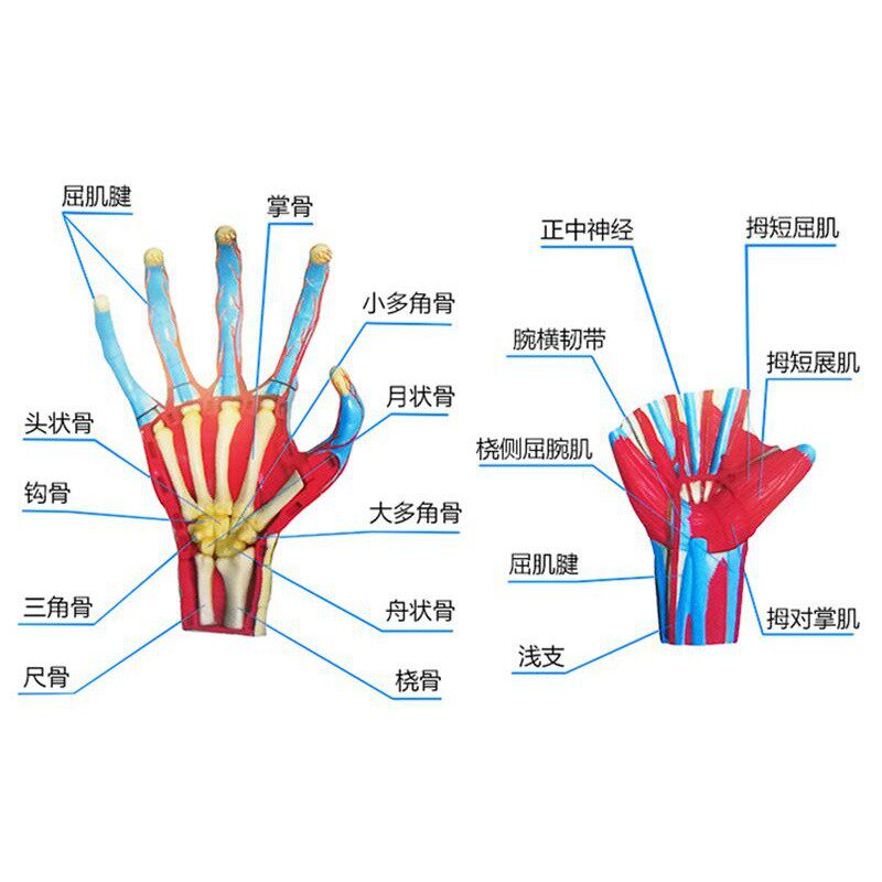 4d master人体结构手关指节手部肌肉解剖拼装模型 医用教学具玩具