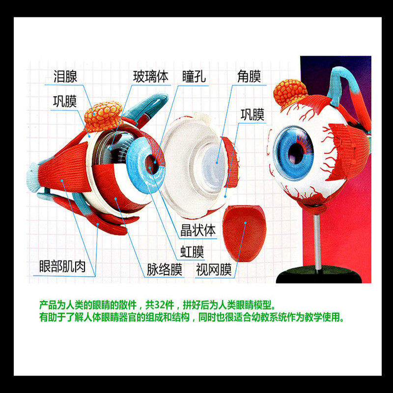 4D MASTER 人体眼球器官眼睛结构解剖模型教学仪器眼珠玩具医学