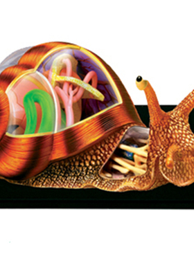 4DMASTER益智玩具儿童生物教具动物蜗牛解剖构造拼装模型手工摆件