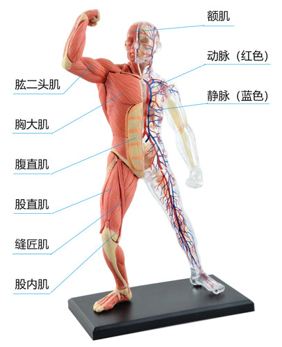 人体肌肉骨骼模型4DMaste可拆卸