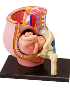 4DMaster人体解剖拼装玩具模型怀孕妇小孩妊娠婴胎儿教学医用胚胎