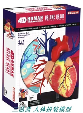 4D Master1:1人体心脏模型可拆卸教内脏结构解剖构造医用拼装玩具