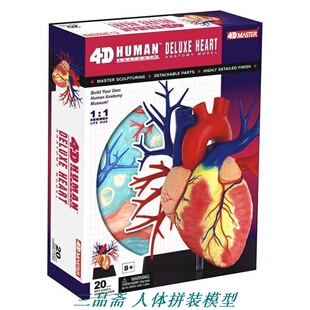4D Master1:1人体心脏模型可拆卸教内脏结构解剖构造医用拼装玩具