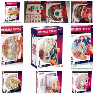 4D Master人体解剖结构眼益智器官玩具骨架科普拼装模型内脏大脑