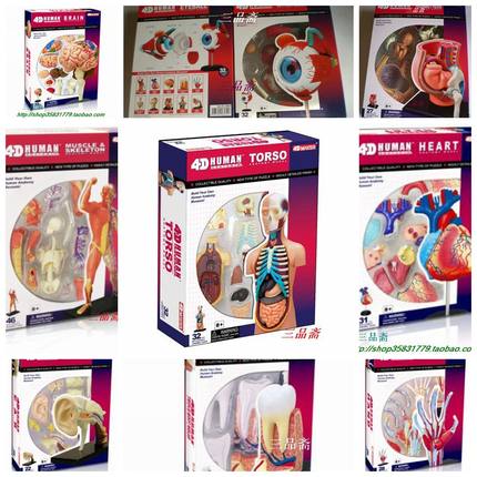 4D Master人体解剖结构眼益智器官玩具骨架科普拼装模型内脏大脑
