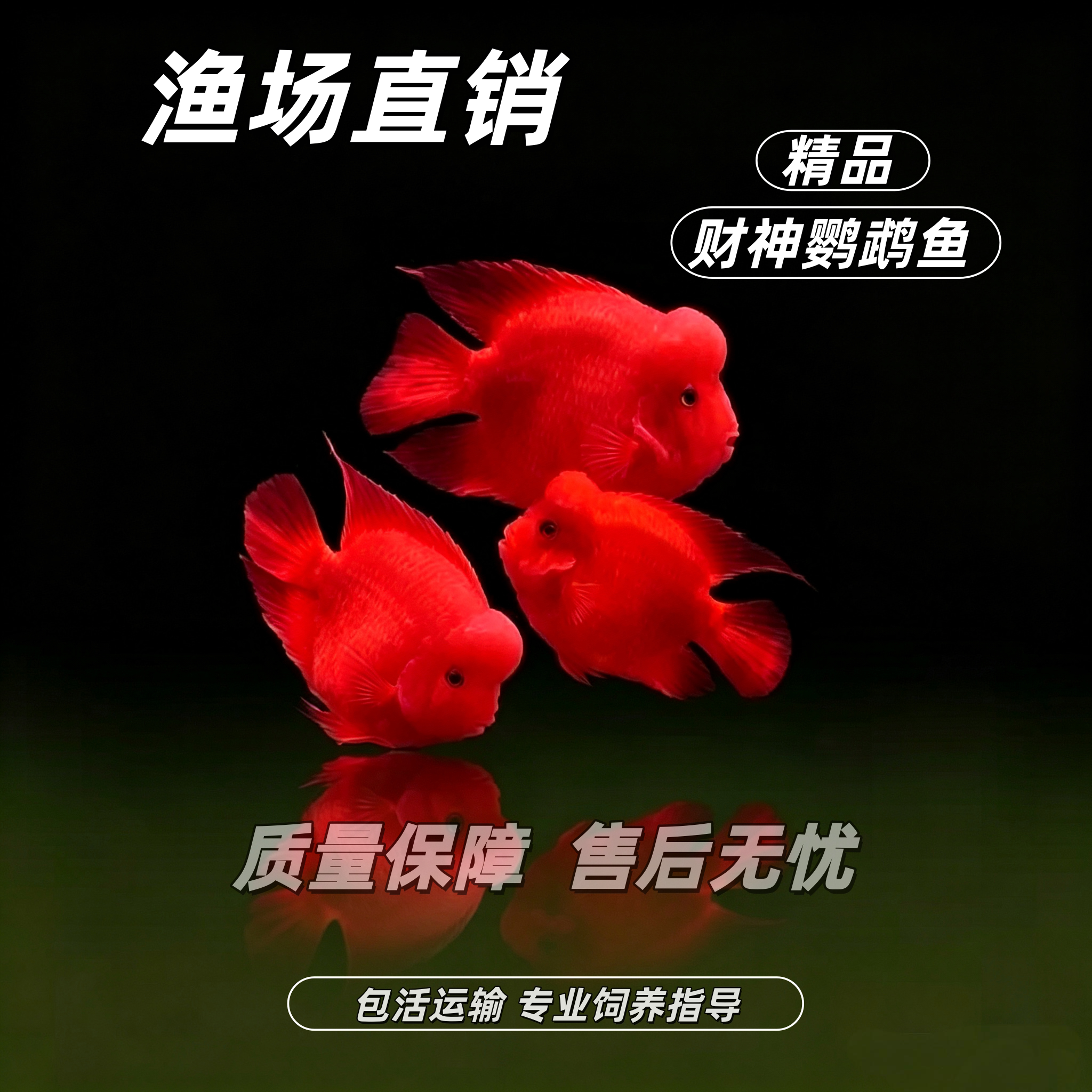 正宗台系起头财神鹦鹉鱼易养包活