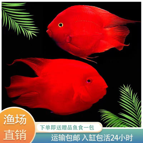 红鹦鹉热带鱼红鹦鹉淡水活体