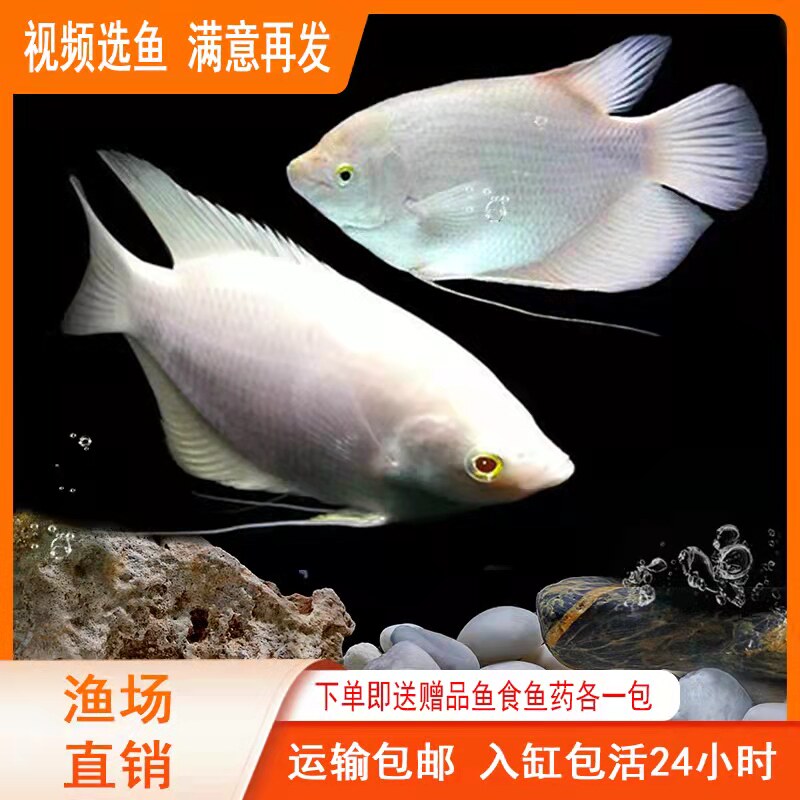 热带观赏鱼大型黄金战船鱼招财鱼长丝鲈大飞船战船鱼风水鱼活体