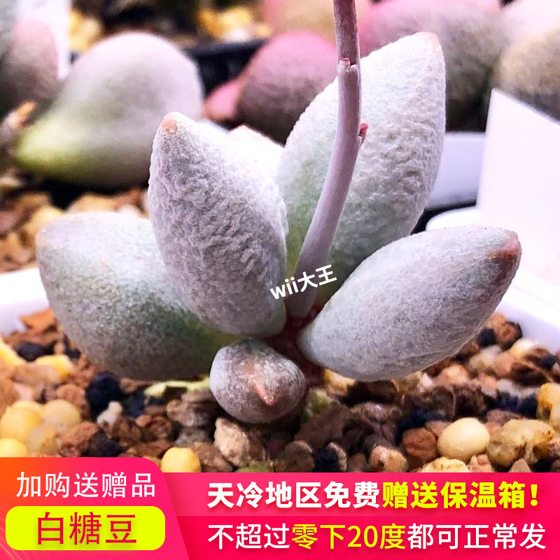 白糖豆水泡多肉 新品园艺水泡多肉 进口稀有品种多肉植物一物一拍