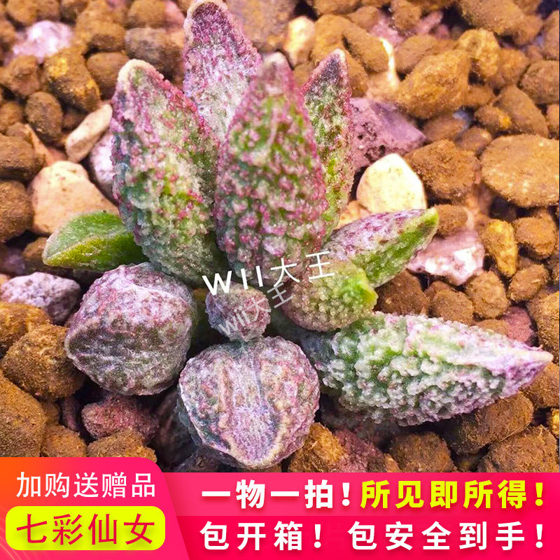 园艺七彩仙女水泡多肉植物盆栽多肉叶片叶插苗一物一拍七彩石水泡