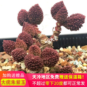 朱紫玉水泡 大疣朱紫玉水泡 大疣朱子玉水泡 进口水泡 朱子玉多肉