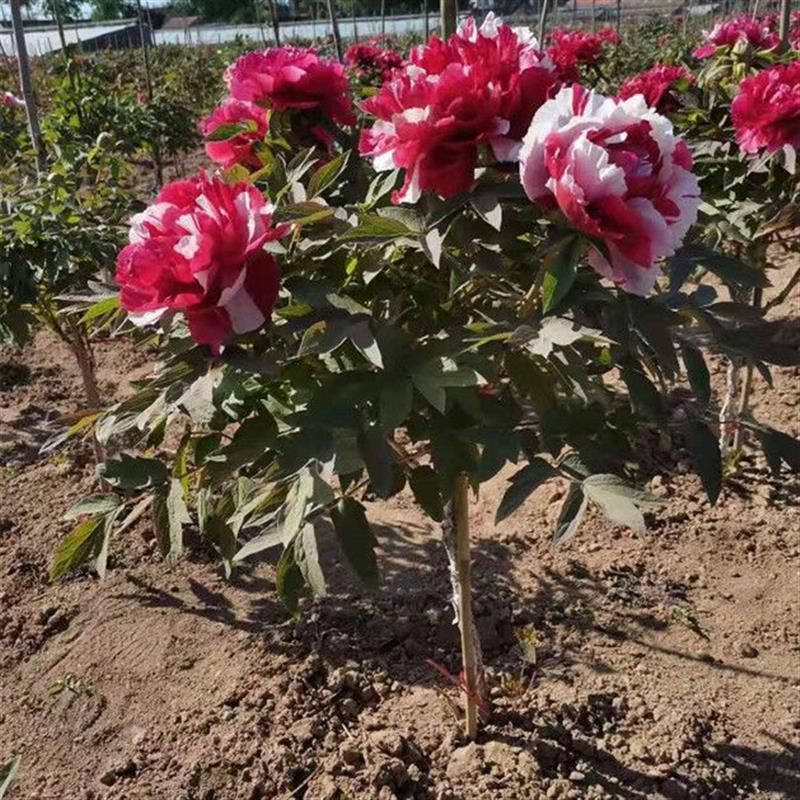 独杆牡丹树大树大苗牡丹老桩30年重瓣大花带花芽北方耐寒花王岛锦