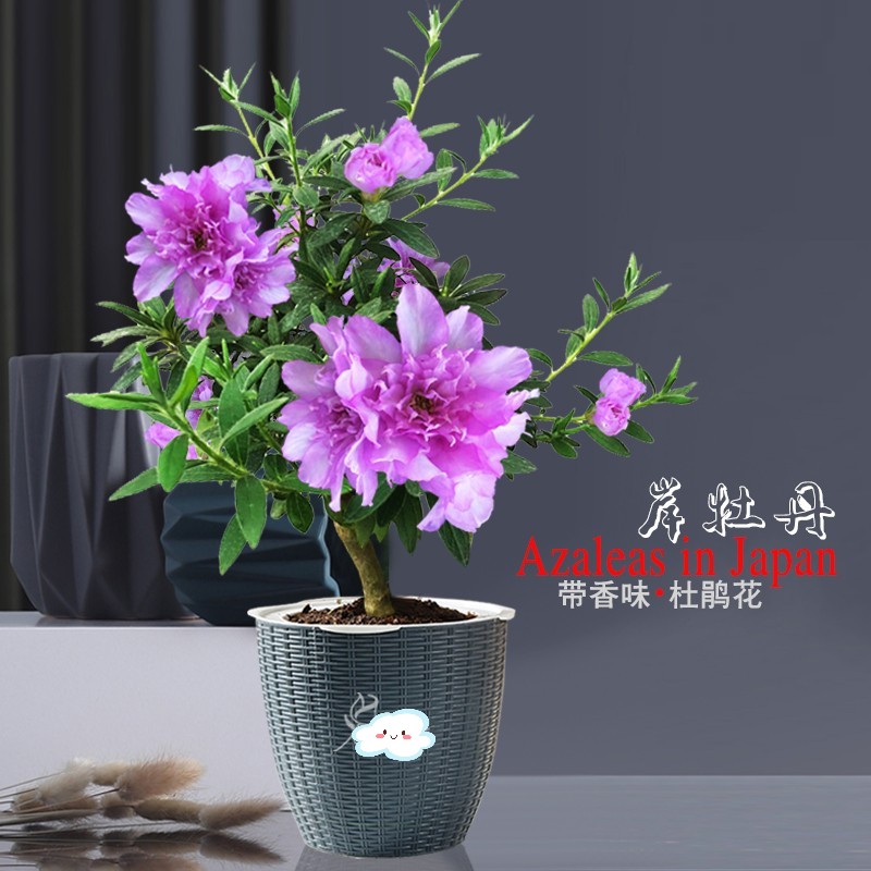 进口品种皋月杜鹃花岸牡丹室内外