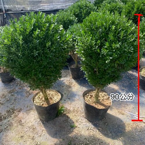 雀舌黄杨庭院阳台室内绿植植物四季常青绿化耐热耐寒好养易活老桩