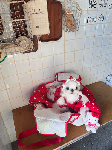 宠物出行包宠物便携包澳利狗狗出行包马尔济斯宠物包