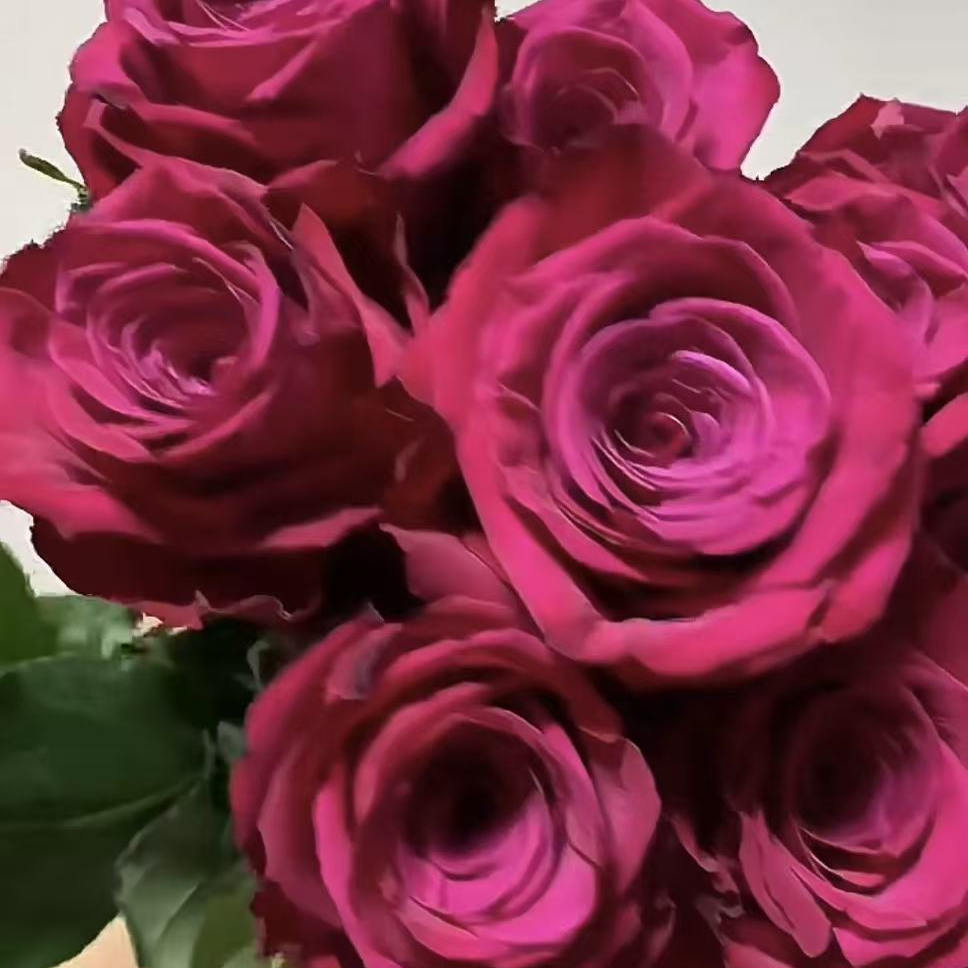 玫瑰浆果月季 切花品种 灌木大花 奶油粉色 切花玫瑰 直立 勤花