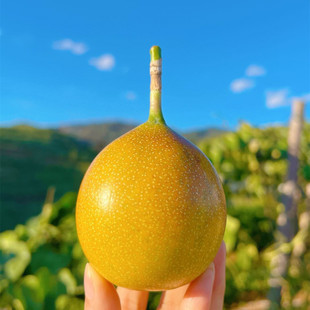 【热情果 西双版纳】新晋的网红清香甜美非百香果3斤新鲜水果代发