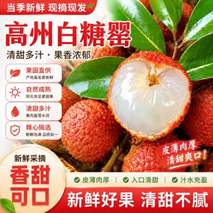 顺丰京东冷链包邮当季广东荔枝茂名高州白糖罂新鲜采摘新鲜水果
