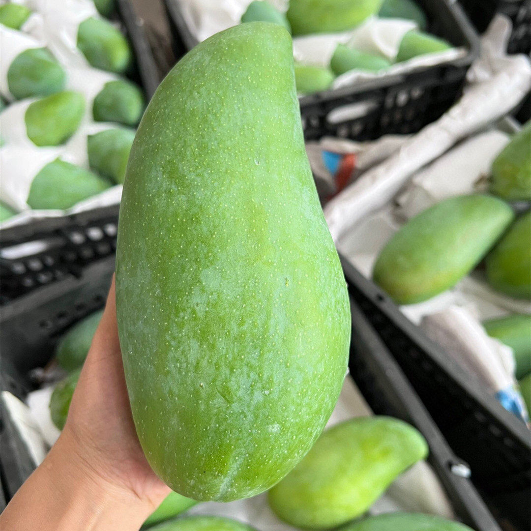 【大青芒生吃芒】当季新鲜水果青皮芒果8斤整箱一件代发