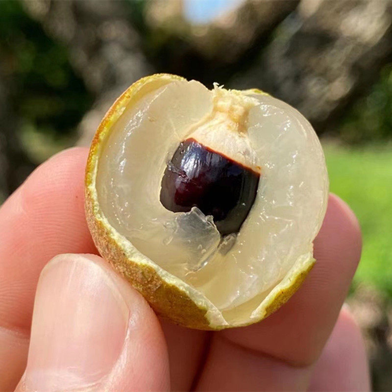 【顺丰京东 泰国龙眼 桂圆】肉厚味甜非荔枝5斤新鲜水果一件代发,水产肉类/新鲜蔬果/熟食,杨梅,淘宝优惠券,粉丝福利购,淘宝优惠卷