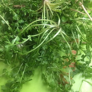 东北长白山新鲜山菜荠菜荠荠菜250g/份四份包邮顺丰生鲜速递