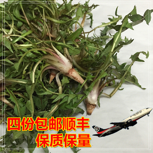 东北山菜新鲜婆婆丁山野菜新鲜蒲公英苦菜蘸酱菜250克4份包邮顺丰