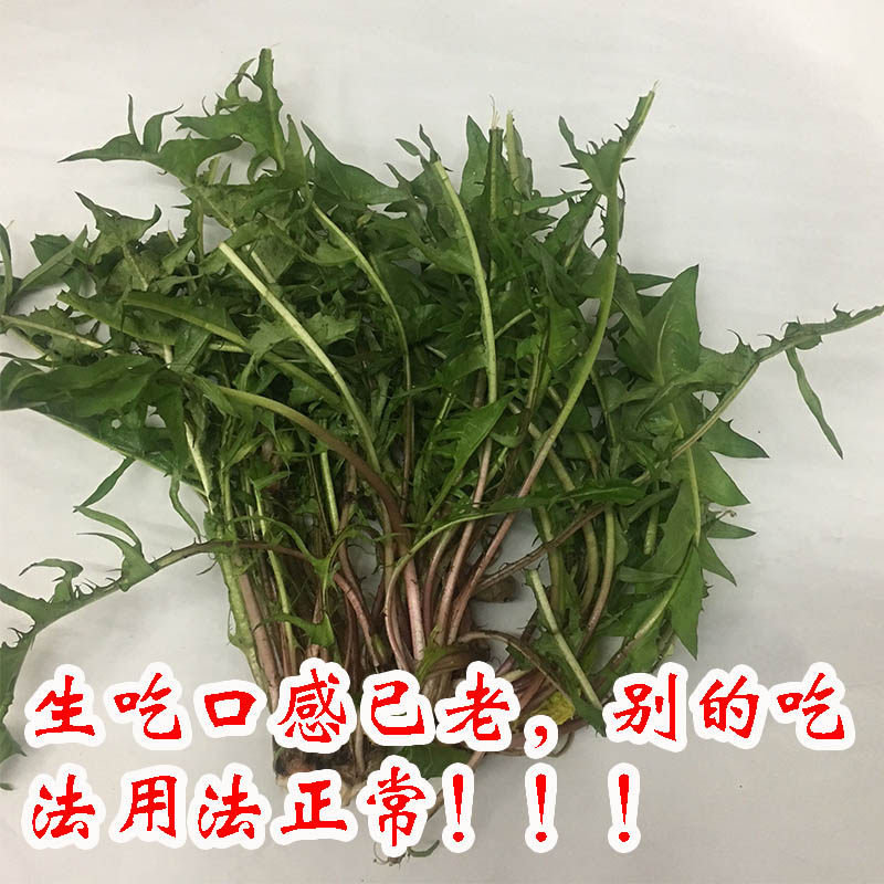 东北新鲜山野菜婆婆丁